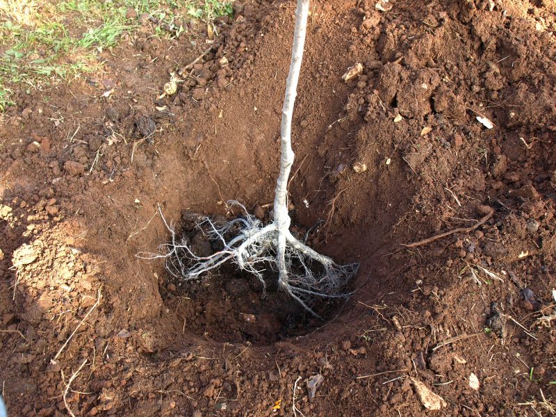 Tree Root Excavation