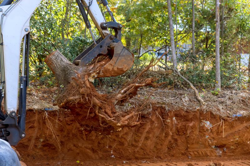 Tree Root Excavation