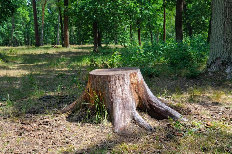 Bamboo Stump Removal in Prince Georges County, MD