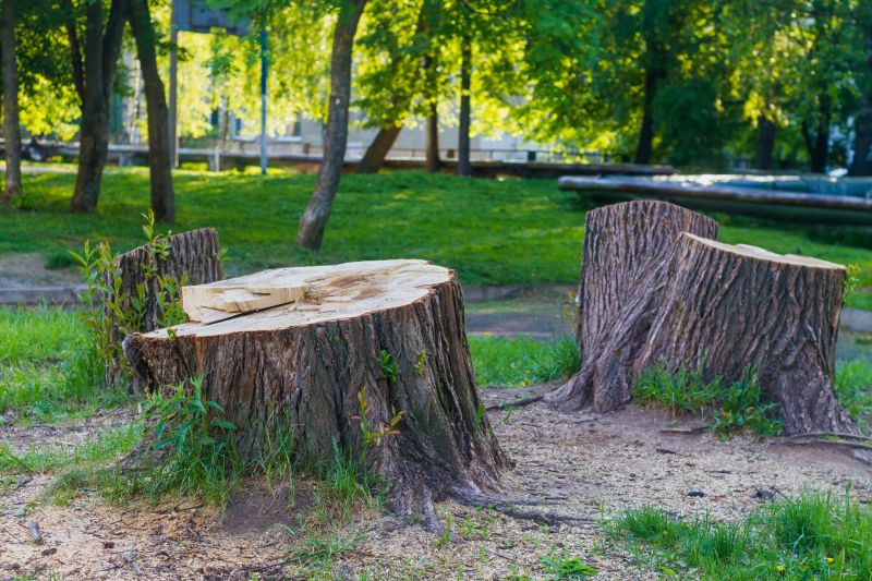 Bamboo Stump Removal in Prince Georges County, MD