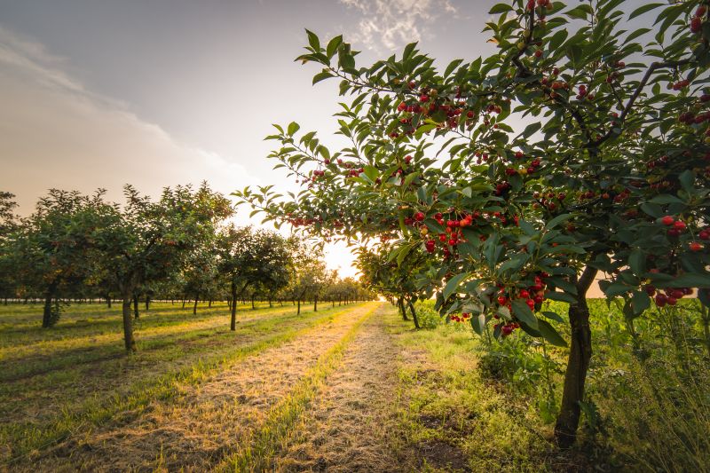 Cherry Tree Removal in Allentown, PA