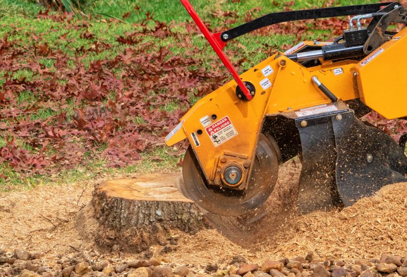 Professional Stump Grinding Service