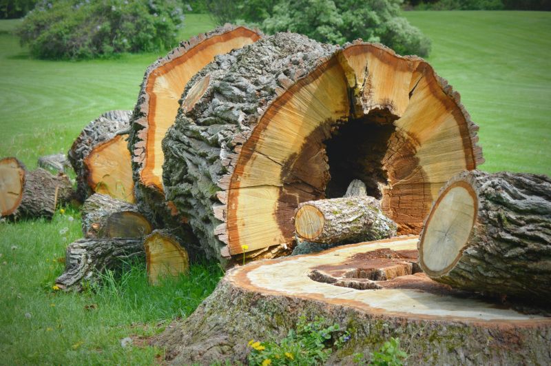 Completed Stump Removal Project