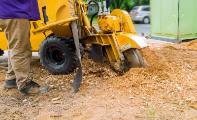 Stump Grinding Service in Prince Georges County, MD