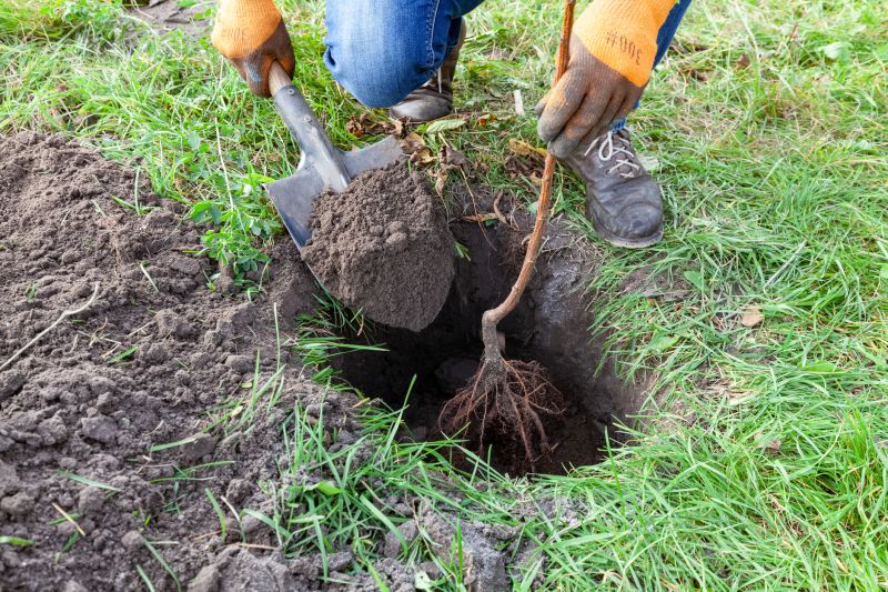 Tree Root Excavation