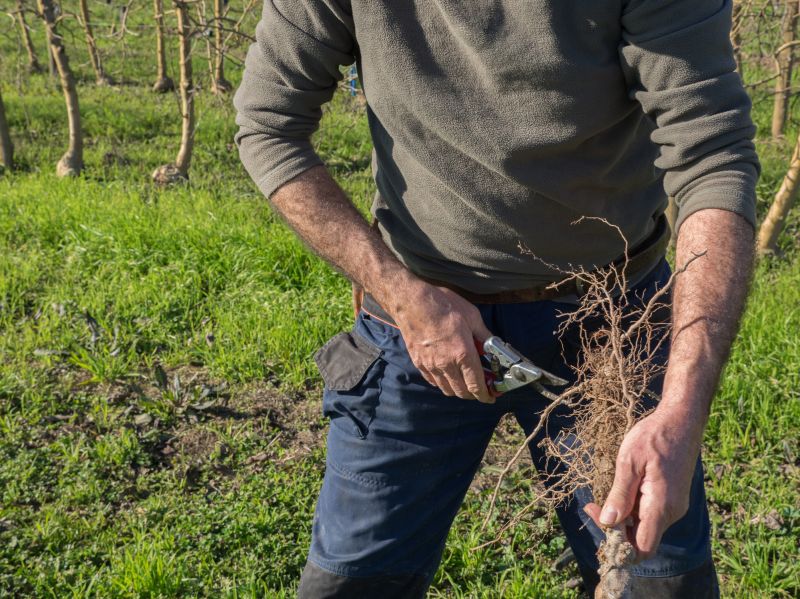 Tree Root Grinding in Prince Georges County, MD