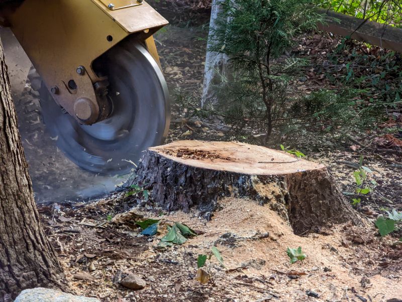 Tree Trunk Removal in Waldorf, MD