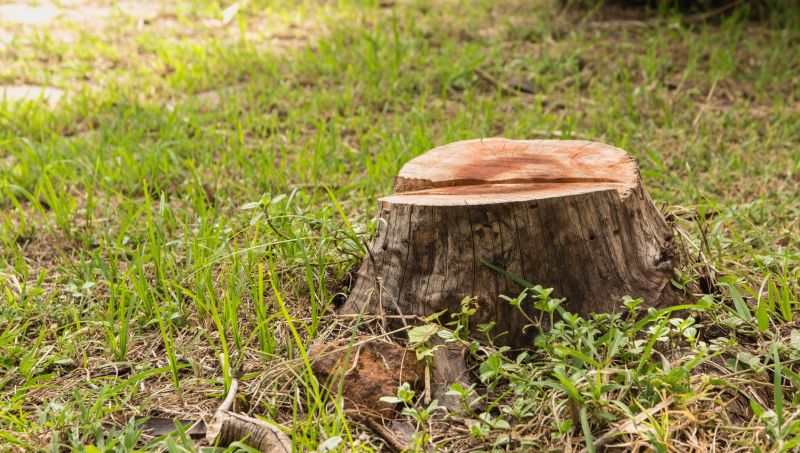 Tree Trunk Removal in Prince Georges County, MD