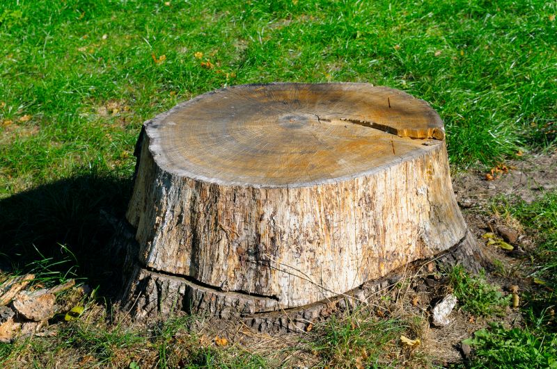 Tree Trunk Removal in Prince Georges County, MD